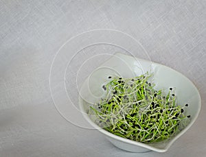 Healthy food. The raw onion sprouts.