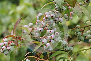 Healthy food; Ripening green blueberry fruits, Vaccinium corymbosum, on a blueberry bush