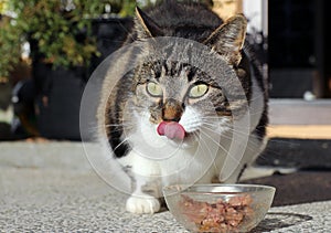 Healthy food for a small cute cat