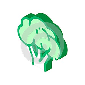Healthy Food Vegetable Rapini isometric icon vector illustration photo