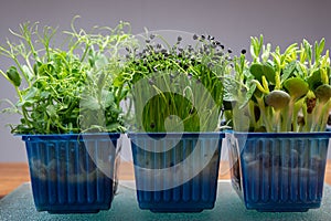 Healthy food, young sprouts plants of green garden cress , chives onion and lupin ready for consumption growing in blue plastic