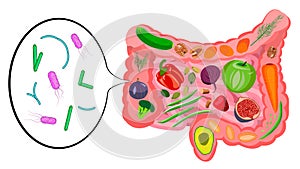 Healthy foods for gut health. Good bacteria in the gut photo