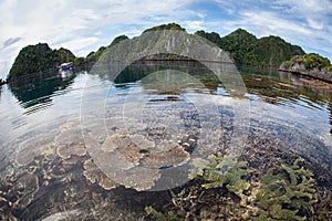 Healthy and Fragile Reef in Raja Ampat