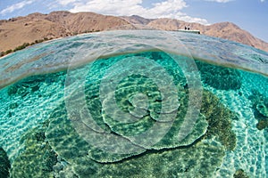 Healthy and Fragile Table Corals in Komodo National Park