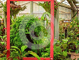 A Healthy Framed Cascading Fern