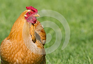 Healthy free range chicken on grass