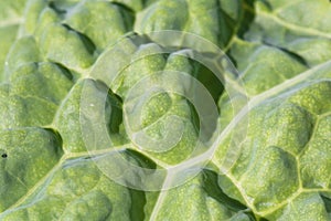 Healthy fresh green cabbage leaf texture venation motif pattern background