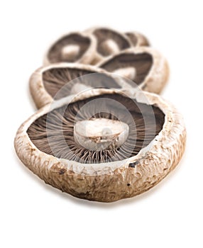 Healthy fresh mushroom with very shallow depth of field