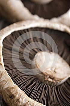 Healthy fresh mushrooms