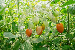 Healthy fruit with fresh Red Sweet tomatoes in Agricultural garden