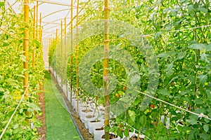 Healthy fruit with fresh Red Sweet tomatoes in Agricultural garden