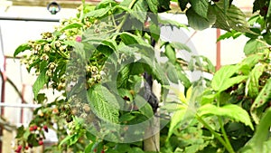 Healthy fruit Rubus idaeus on plant and Rubus idaeus tree