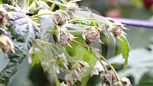 Healthy fruit Rubus idaeus on plant and Rubus idaeus tree