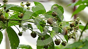 Healthy fruit Rubus idaeus on plant and Rubus idaeus tree