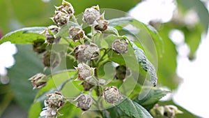 Healthy fruit Rubus idaeus on plant and Rubus idaeus tree