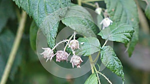 Healthy fruit Rubus idaeus on plant and Rubus idaeus tree