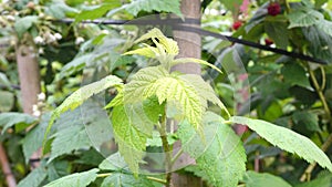 Healthy fruit Rubus idaeus on plant and Rubus idaeus tree