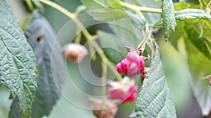 Healthy fruit Rubus idaeus on plant and Rubus idaeus tree