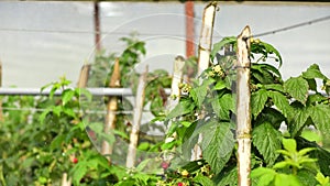 Healthy fruit Rubus idaeus on plant and Rubus idaeus tree