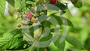 Healthy fruit Rubus idaeus on plant and Rubus idaeus tree