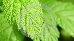 Healthy fruit Rubus idaeus on plant and Rubus idaeus tree