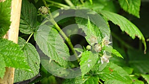 Healthy fruit Rubus idaeus on plant and Rubus idaeus tree