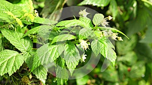 Healthy fruit Rubus idaeus on plant and Rubus idaeus tree