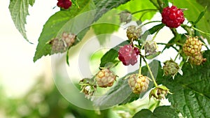 Healthy fruit Rubus idaeus on plant and Rubus idaeus tree