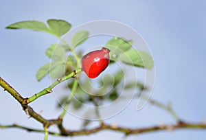 Healthy fruits of a dog rose on a rainy day.