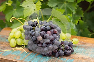 Healthy fruits Red and White wine grapes in the vineyard, dark g