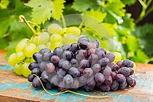 Healthy fruits Red and White wine grapes in the vineyard, dark g