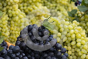 Healthy fruits Red wine grapes background/ dark grapes/ blue grapes/wine grapes