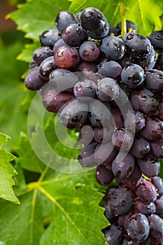 Healthy fruits Red wine grapes riping in the vineyard, dark grapes/ blue grapes/wine grapes, bunch of grapes ready to harvest