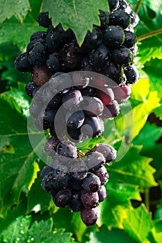 Healthy fruits Red wine grapes riping in the vineyard, dark grapes/ blue grapes/wine grapes, bunch of grapes ready to harvest