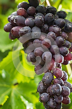 Healthy fruits Red wine grapes riping in the vineyard, dark grapes/ blue grapes/wine grapes, bunch of grapes ready to harvest