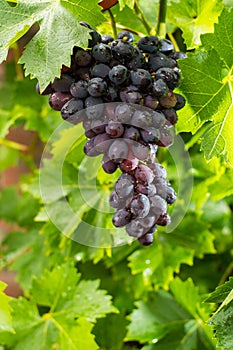 Healthy fruits Red wine grapes riping in the vineyard, dark grapes/ blue grapes/wine grapes, bunch of grapes ready to harvest