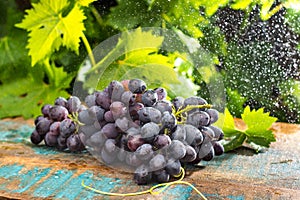 Healthy fruits Red wine grapes in the vineyard under the rain, d