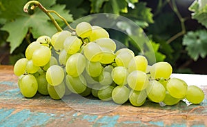 Healthy fruits White wine grapes on the wooden table in the vine