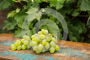 Healthy fruits White wine grapes on the wooden table in the vine