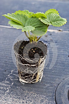 Healthy, rooted strawberry plug plant photo