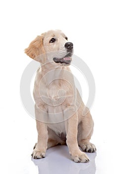 Healthy golden labrador puppy