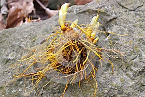 Healthy Goldenseal Rootstock photo