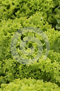 Healthy green curly lettuce