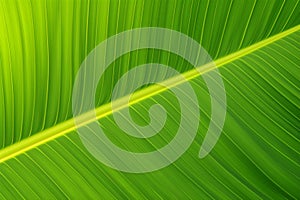 Healthy green foliage background Close up of pinnately parallel venation on banana leaf