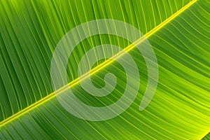 Healthy green foliage background Close up of pinnately parallel venation on banana leaf