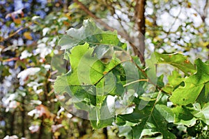 Chlorophyll in the Leaf of a Tree photo