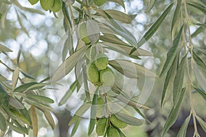 Healthy green olives branch with blue sky close