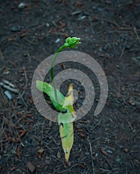 Healthy  Green Sprout. Standing all alone. Portrait Shot