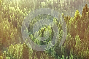 Healthy green trees in a forest of old spruce, fir and pine trees