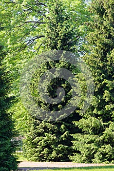 Healthy green trees in a park of old spruce, fir and pine trees